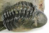 Two Detailed Reedops Trilobites - Atchana, Morocco #353039-4